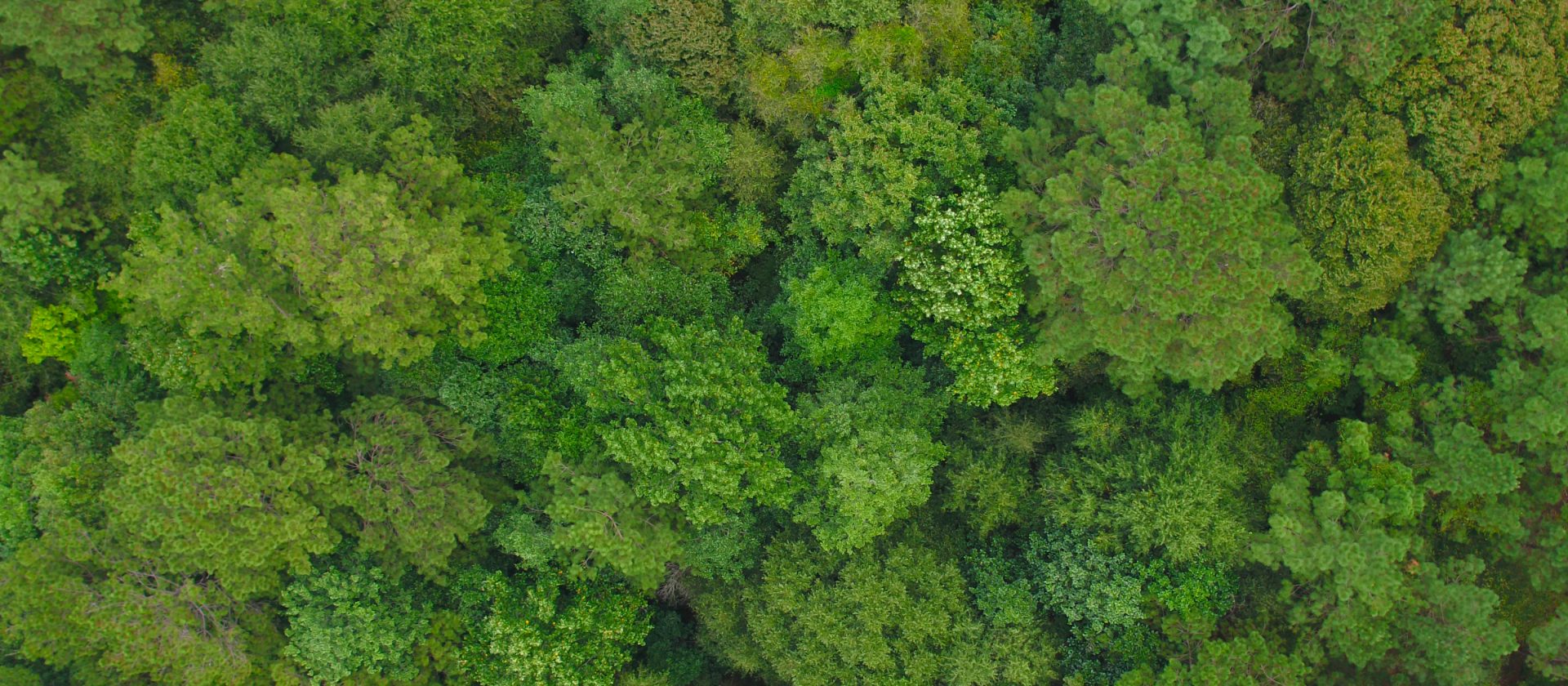 Working forests in the US South